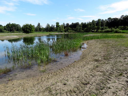 Weiherufer nach Mahd