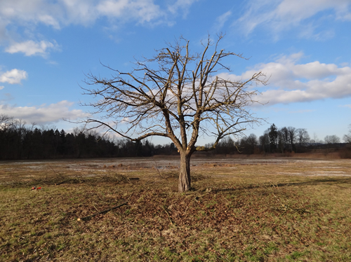 Baum geschnitten