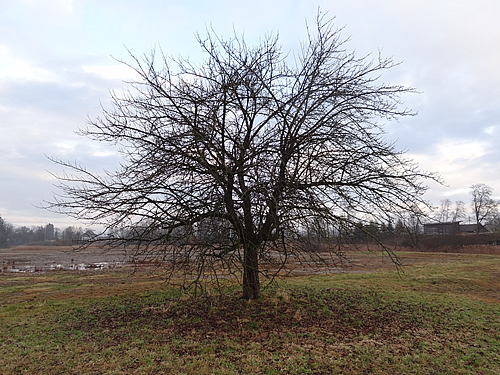 Baum ungeschnitten