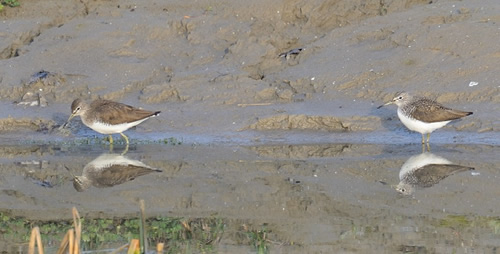 Waldwasserläufer