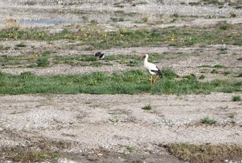 Weissstorch, Kiebitz