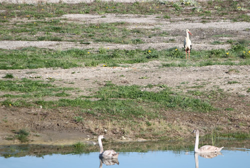 Weissstorch, Höckerschwan