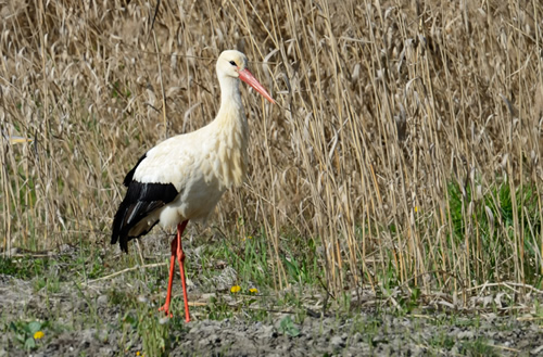 Weissstorch