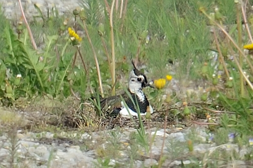 Kiebitz am Brüten