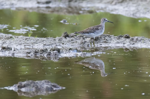 Bruchwasserlaeufer