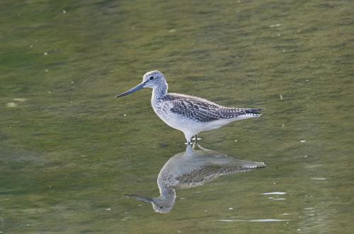 Gruenschenkel