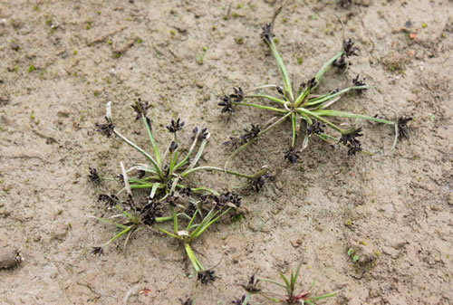 Cyperus fuscus